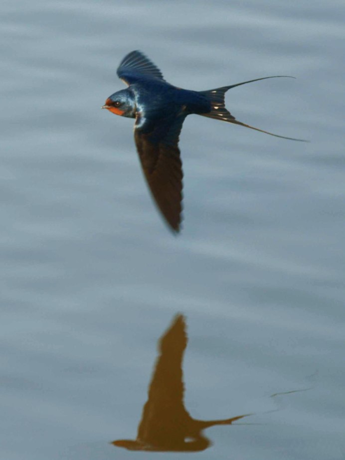 Ласточка картинка