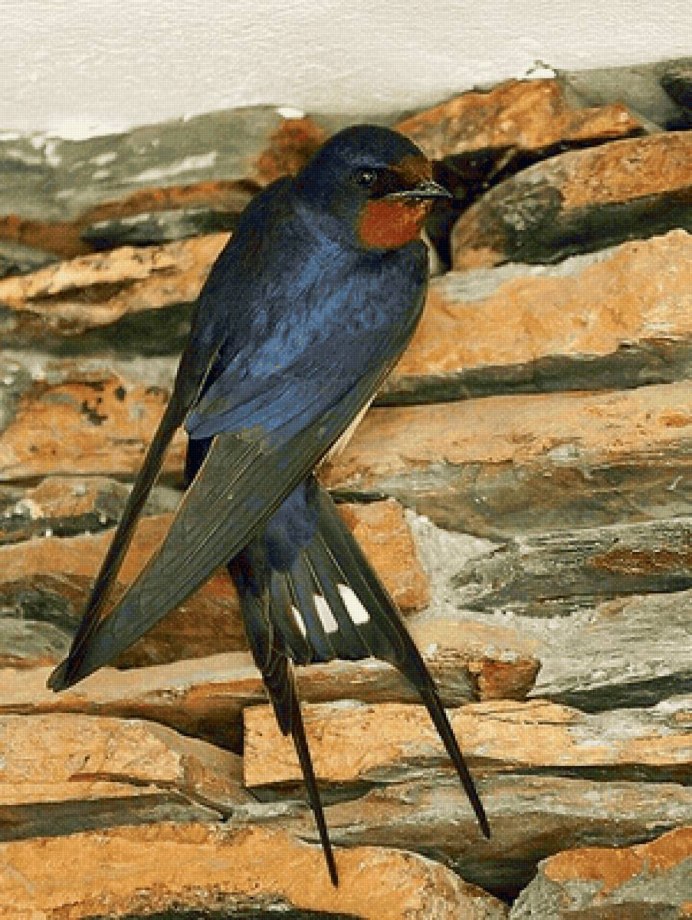 Деревенская Ласточка Эстония