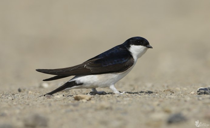 Ласточка фото птицы