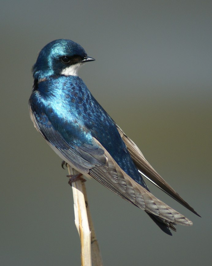 Деревенские ласточки птицы