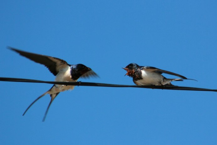 Деревенская Ласточка – Hirundo Rustica