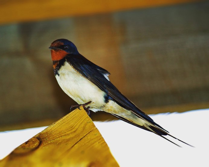 Стриж обыкновенный птенец