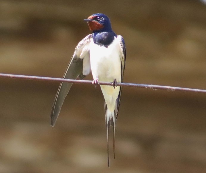 Амбарная Ласточка