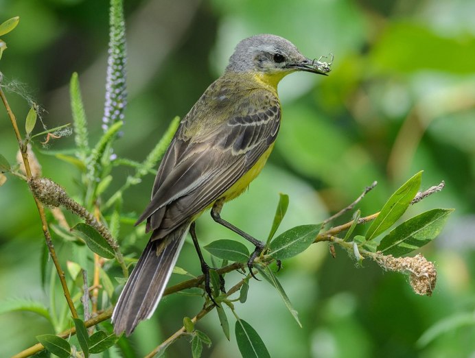 Picus viridis (зеленый дятел)