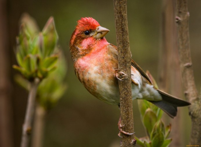 Зелёный дя́тел (Picus viridis)