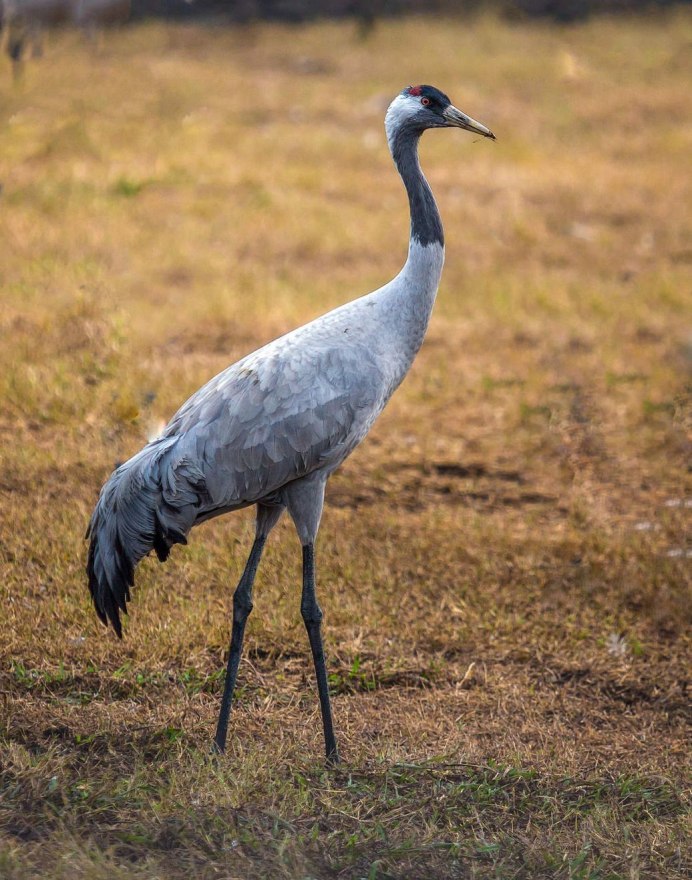 Серый журавль Grus Grus