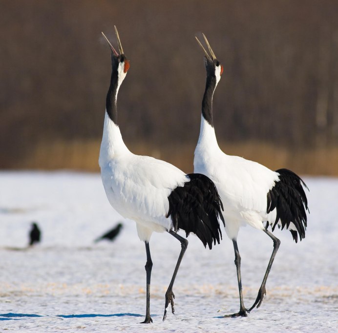 Grus monacha