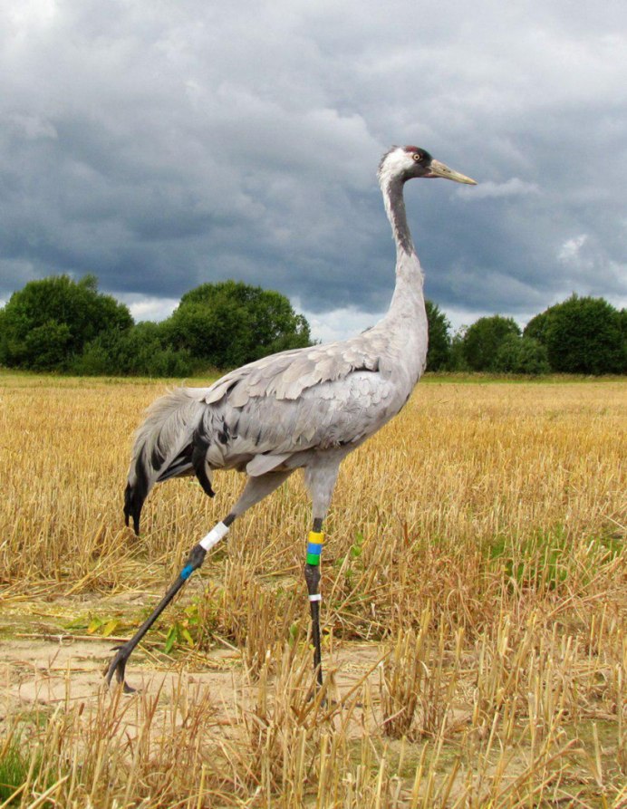 Серый журавль Grus Grus