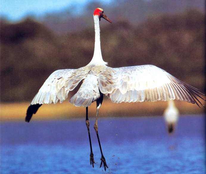 Журавль серый (Grus Grus Linnaeus, 1758)