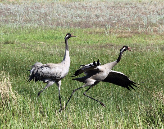 Японский (Уссурийский) журавль Grus japonensis