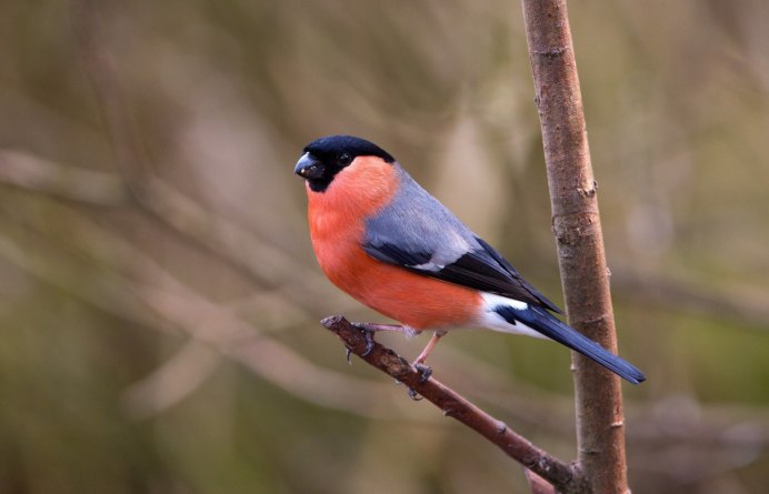 Petroica phoenicea