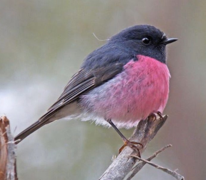 American Robin птица