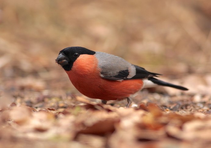 Розовый танагровый певун / Cardellina versicolor