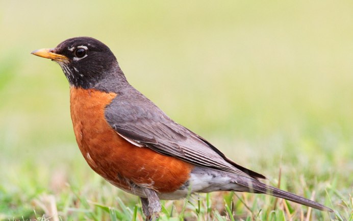 Scarlet Robin