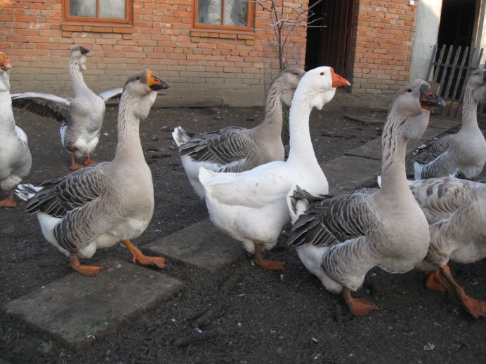 Гусята белые