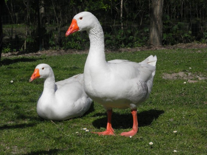 Линдовские гуси