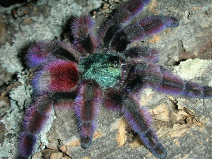 Тарантул Heteroscodra maculata