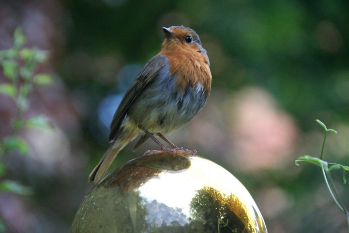Vermivora cyanoptera