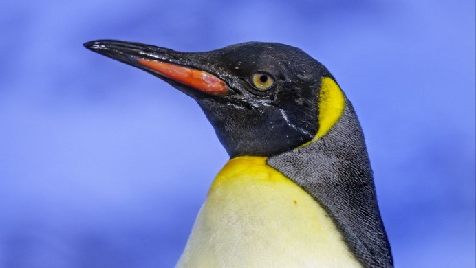 Пингвин Noot Noot