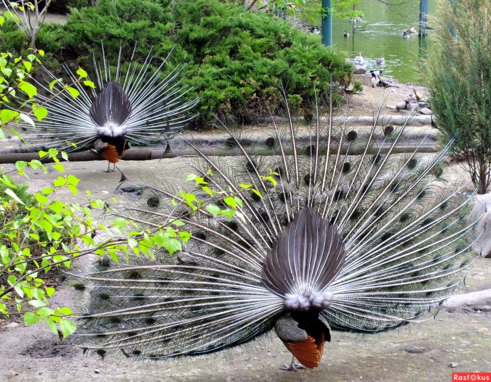 Павлин (Pavo cristatus)