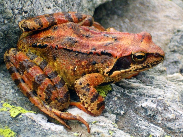 Серая жаба Bufo Bufo Bufo