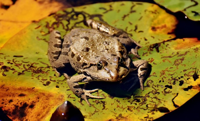 Бурая жаба Bufo guttata