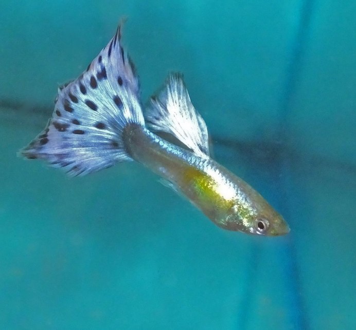 Гуппи халф Мун