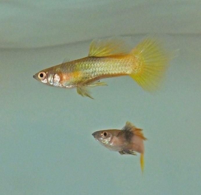 Гуппи Эндлера голубые