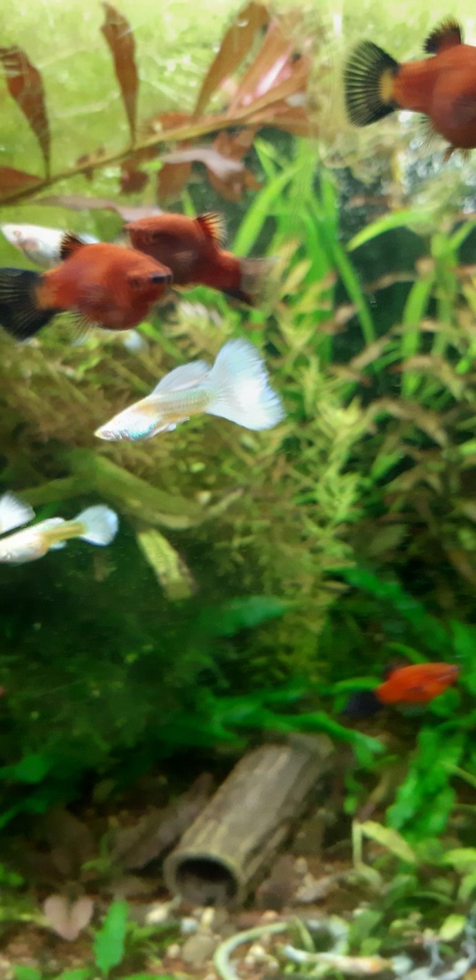 Гуппи пурпурная Королева