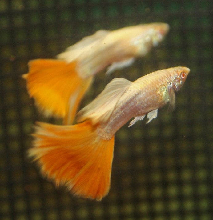 Гуппи платиновый альбинос