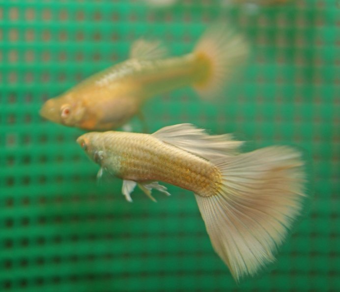 Guppy альбинос