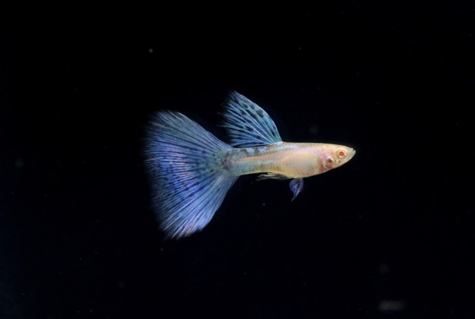 Гуппи Такседо черные