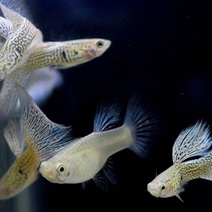 Гуппи Poecilia reticulata