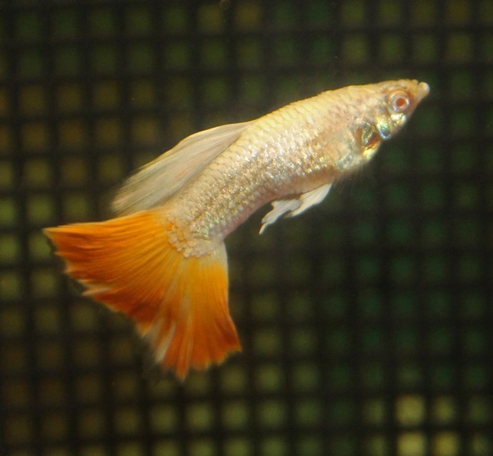 Гуппи платинум альбино