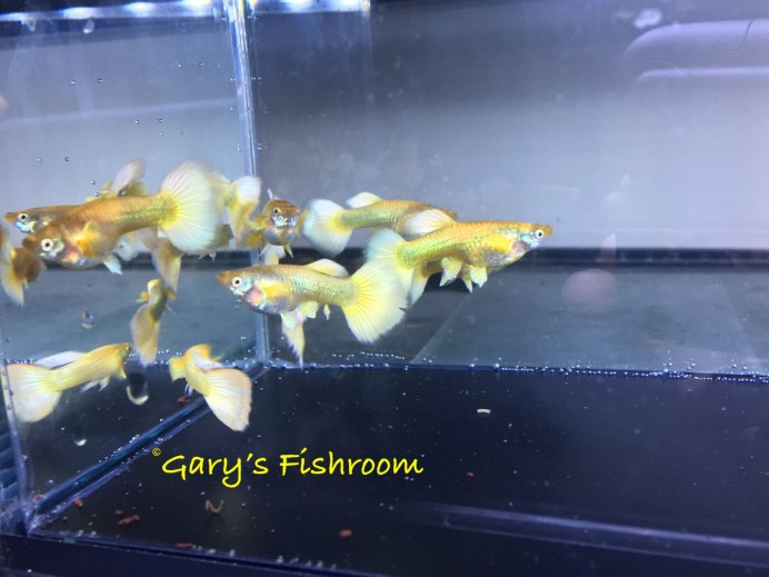 Гуппи альбинос фулл Голд