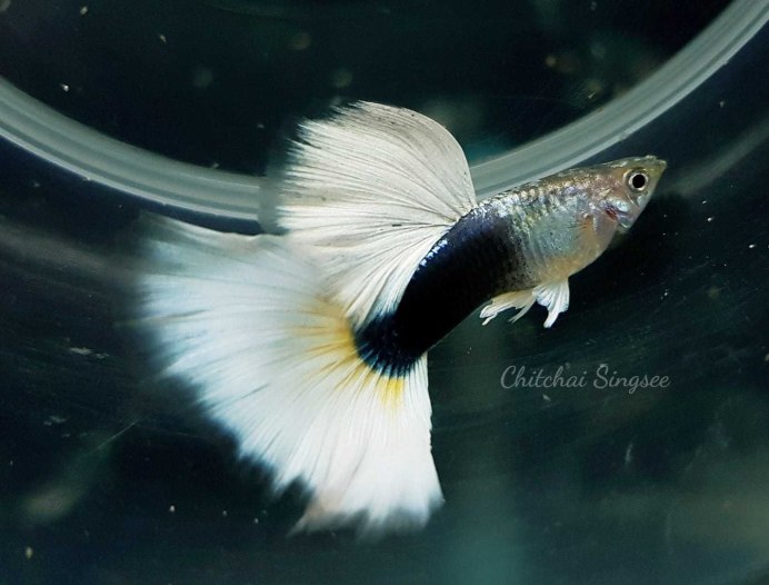 Самка гуппи золотой