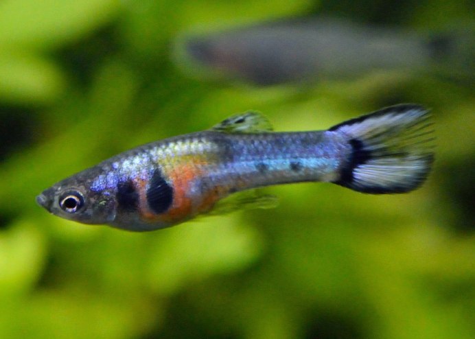 Гуппи Pink Penguin
