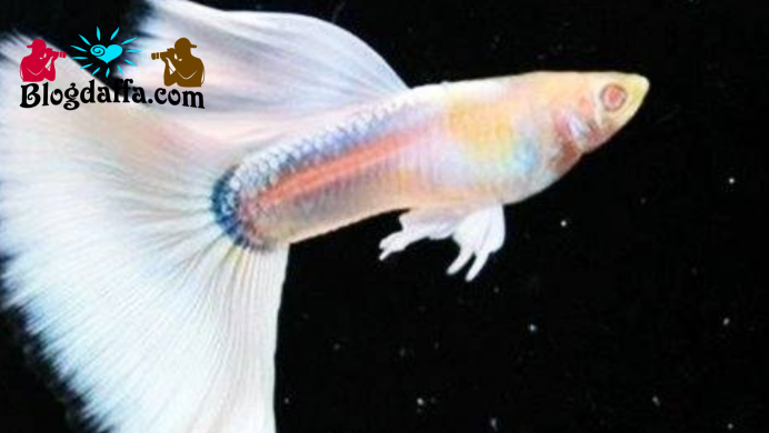 Породистые гуппи