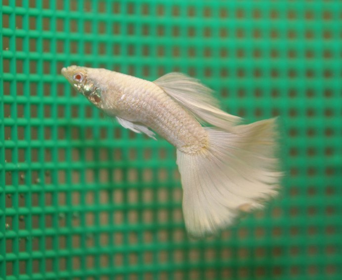 Гуппи альбинос платина