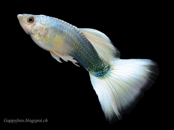 Гуппи белая Московская