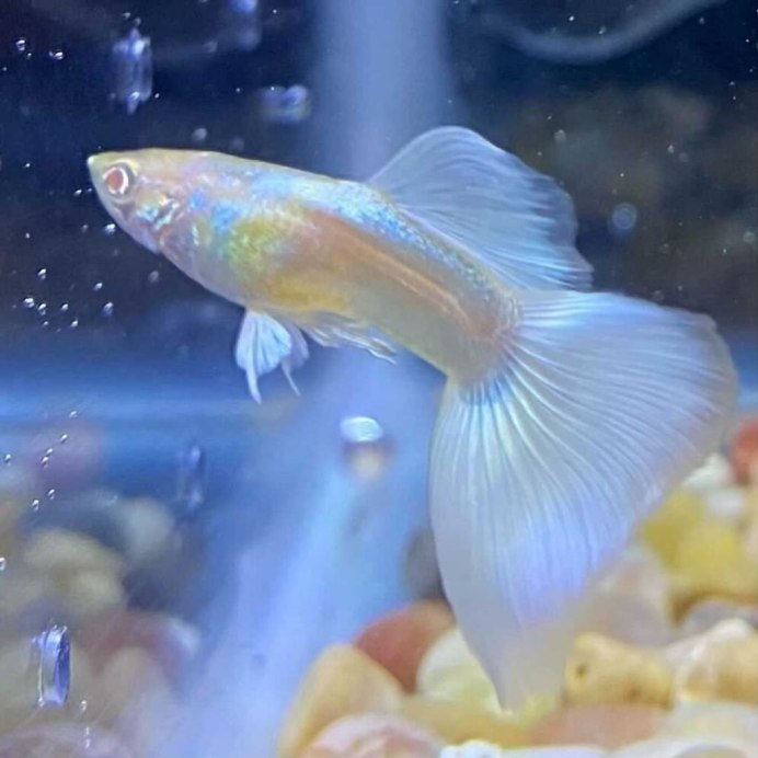 Гуппи платинум альбино
