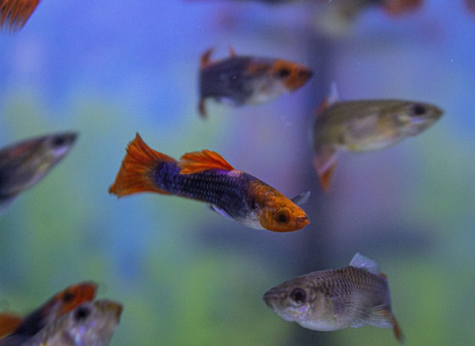 Гуппи платинум альбино