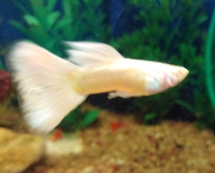 Скрещивание гуппи разных видов