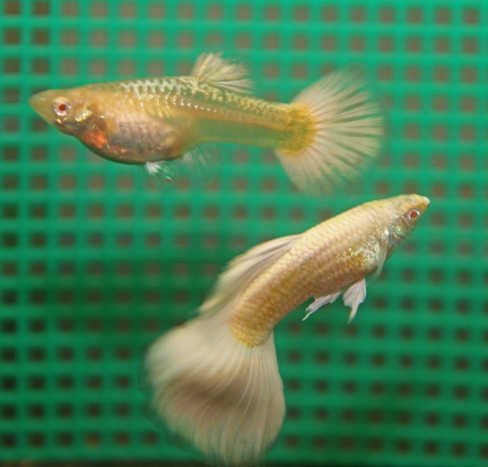 Гуппи альбинос платина