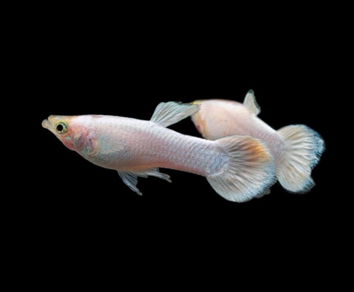 Гуппи Snow