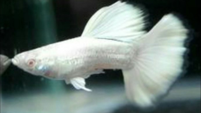 Гуппи Московская черноголовая