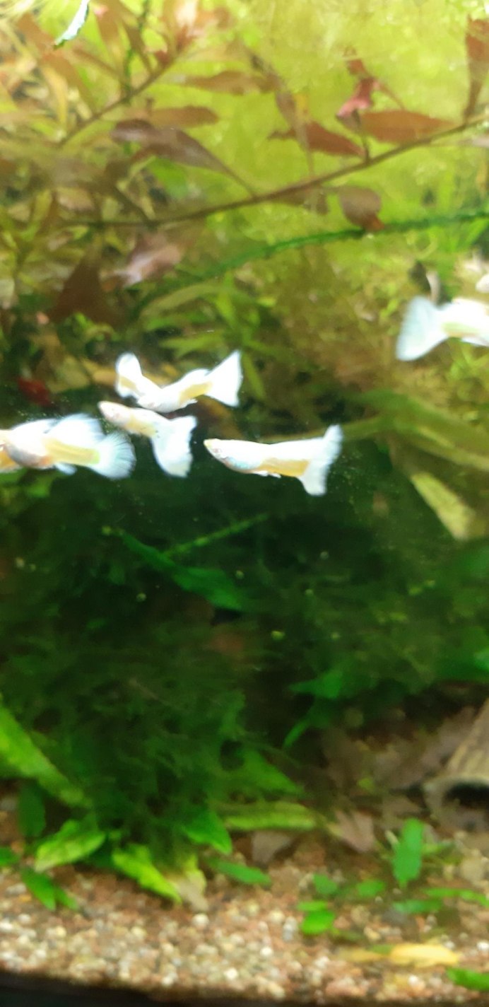 Рыбка гуппи Дамбо