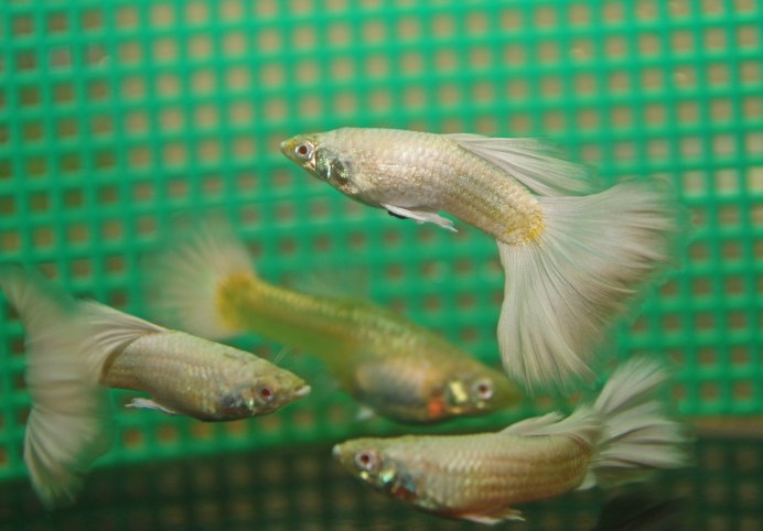 Гуппи платинум альбино