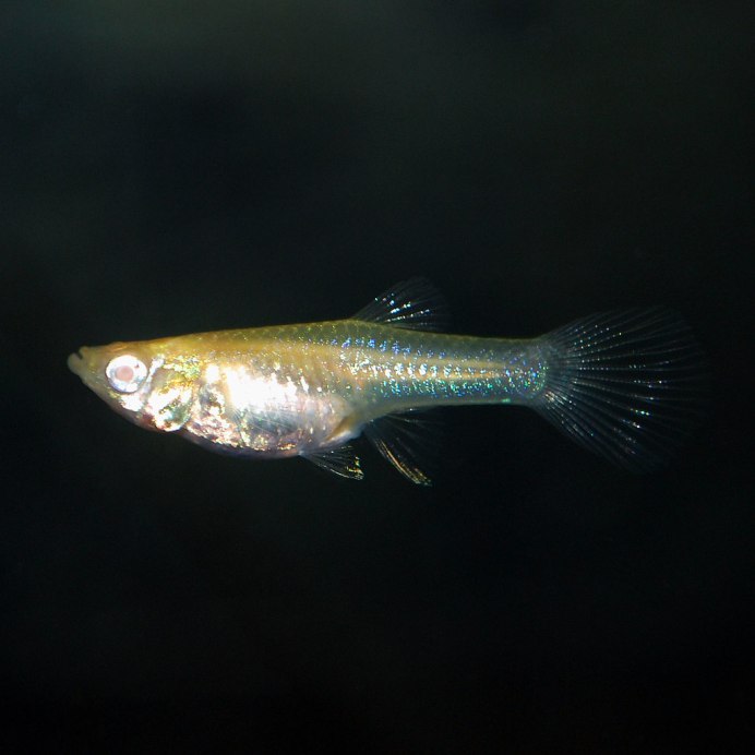 Гуппи альбинос платина самка