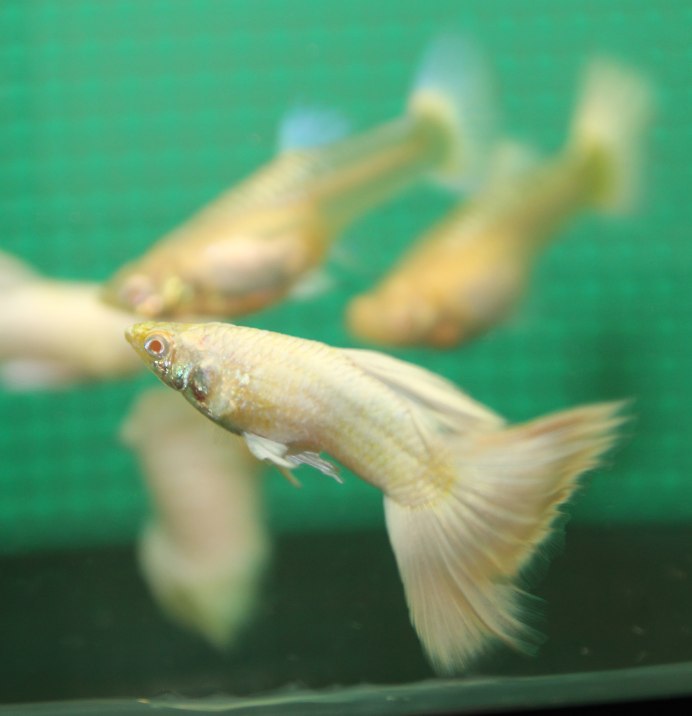 Гуппи альбинос